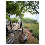 Sienna Glen Maple - 3" caliper