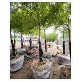 Sienna Glen Maple - 3" caliper