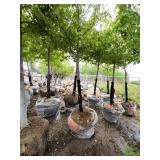 Sienna Glen Maple - 3" caliper