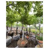 Sienna Glen Maple - 3" caliper