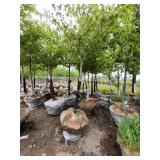 Sienna Glen Maple - 3" caliper