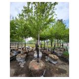 Sienna Glen Maple - 3" caliper