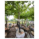 Sienna Glen Maple - 3" caliper