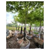 Sienna Glen Maple - 3" caliper