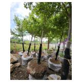 Sienna Glen Maple - 3" caliper