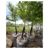 Sienna Glen Maple - 3" caliper