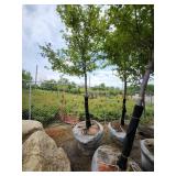 Sienna Glen Maple - 3" caliper