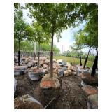 Sienna Glen Maple - 3" caliper