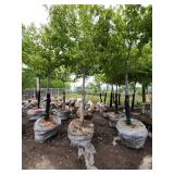 Sienna Glen Maple - 3" caliper