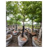 Sienna Glen Maple - 3" caliper