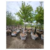 Sienna Glen Maple - 3" caliper