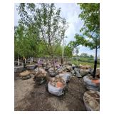 Spring Snow Crab - 2" caliper