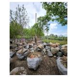 Spring Snow Crab - 2" caliper