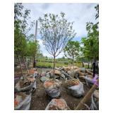 Spring Snow Crab - 2" caliper