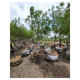 Spring Snow Crab - 2" caliper