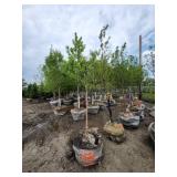 Spring Snow Crab - 2" caliper