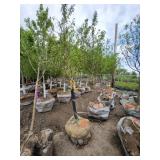 Spring Snow Crab - 2" caliper