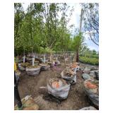 Spring Snow Crab - 2" caliper