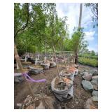 Spring Snow Crab - 2" caliper