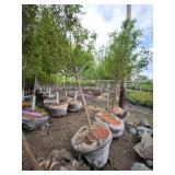 Spring Snow Crab - 2" caliper