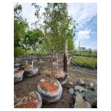 Spring Snow Crab - 2" caliper