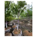 Autumn Blaze - 2 1/2" caliper