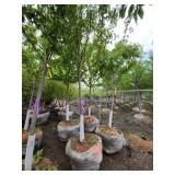 Autumn Blaze B&B Tree - 2.5" caliper