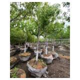 Autumn Blaze B&B Tree - 2.5" caliper