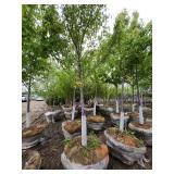 Autumn Blaze B&B Tree - 2.5" caliper