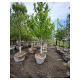 Autumn Blaze B&B Tree - 2.5" caliper