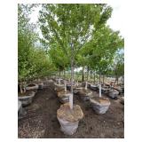 Autumn Blaze B&B Tree - 2.5" caliper