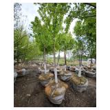 Autumn Blaze B&B Tree - 2.5" caliper