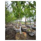 Autumn Blaze B&B Tree - 2.5" caliper