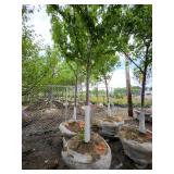 Autumn Blaze B&B Tree - 2.5" caliper