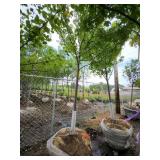 Autumn Blaze B&B Tree - 2.5" caliper