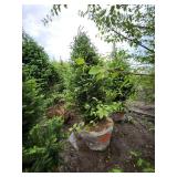 Balsam Fir - 8
