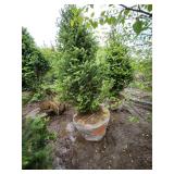 Balsam Fir - 8