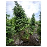 Balsam Fir - 8