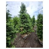 Balsam Fir - 8