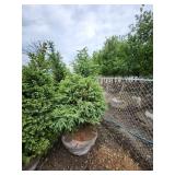 Black Hills Spruce - 8