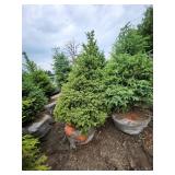 Black Hills Spruce - 8