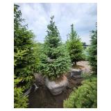 Black Hills Spruce - 8