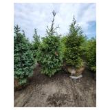 Black Hills Spruce - 8