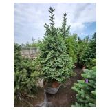 Black Hills Spruce - 8