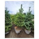 Black Hills Spruce - 8