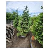 Black Hills Spruce - 8