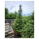 Black Hills Spruce - 8