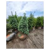 Black Hills Spruce - 6