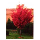 Autumn Blaze Maple 3" caliper.