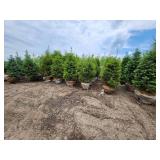 Black Hills Spruce - 6